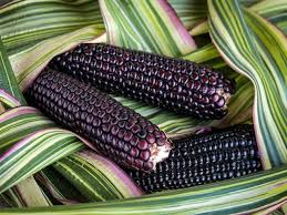 Striped Maize